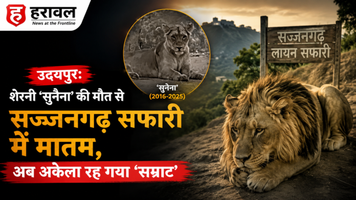 उदयपुर: शेरनी ‘सुनैना’ की मौत से सज्जनगढ़ सफारी में मातम, अब अकेला रह गया ‘सम्राट’ उदयपुर: शेरनी ‘सुनैना’ की मौत से सज्जनगढ़ सफारी में मातम, अब अकेला रह गया ‘सम्राट’