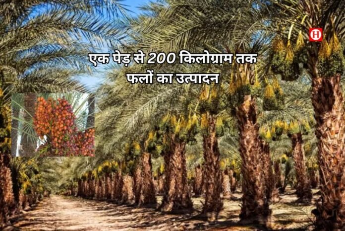 जोधपुर के किसानों के लिए वरदान बनी खजूर की खेती, कम पानी और खारे जल में भी शानदार पैदावार