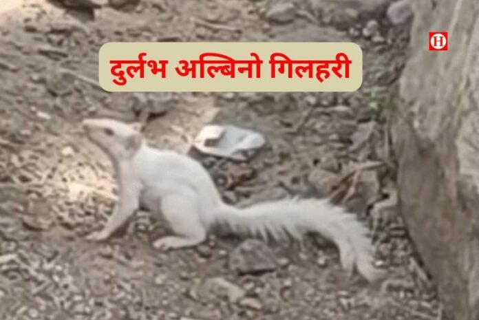राजस्थान में नजर आई दुर्लभ अल्बिनो गिलहरी: लाखों में एक होती है