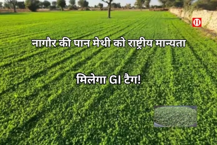 नागौर की पान मेथी को राष्ट्रीय मान्यता: किसानों को दिल्ली में सरकार ने सौंपा सर्टिफिकेट, मिलेगा GI टैग!